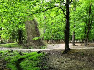 Самурский лес